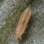 Frankliniella occidentalis en segundo estado larval.