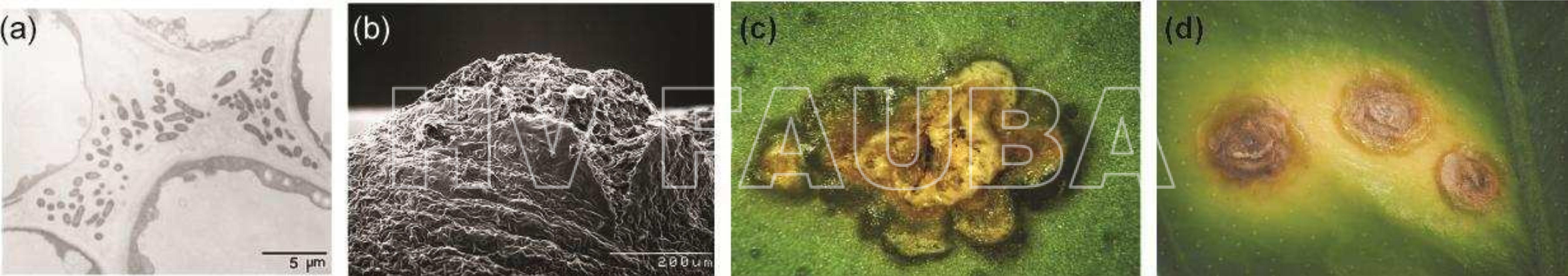 Detalle de las lesiones producidas por Xanthomonas en cítricos. (a) X. axonopodis pv. citrumelo a los 7 d.p.i en el espacio apoplástico de una planta de pomelo. (b) Fotografía tomada con un microscopio electrónico de barrido de un cancro rompiendo la epidermis. (c) Lesión húmeda (water soakin) característica rodeando la pústula o pseudocancro. (d) Pseudocancros rodeados por el halo clorótico amarillento característico de la infección por Xanthomonas. Autores: elaborado por Furman Nicolás, Graham et al., 2004 fotografía (a); Gottwald et al., 2002 fotografías (b), (c), (d).