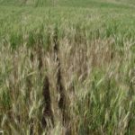 Campo de trigo afectado por la Fusariosis de la espiga del trigo, causada por Fusarium graminearum. Autor: Dirceu Gassen