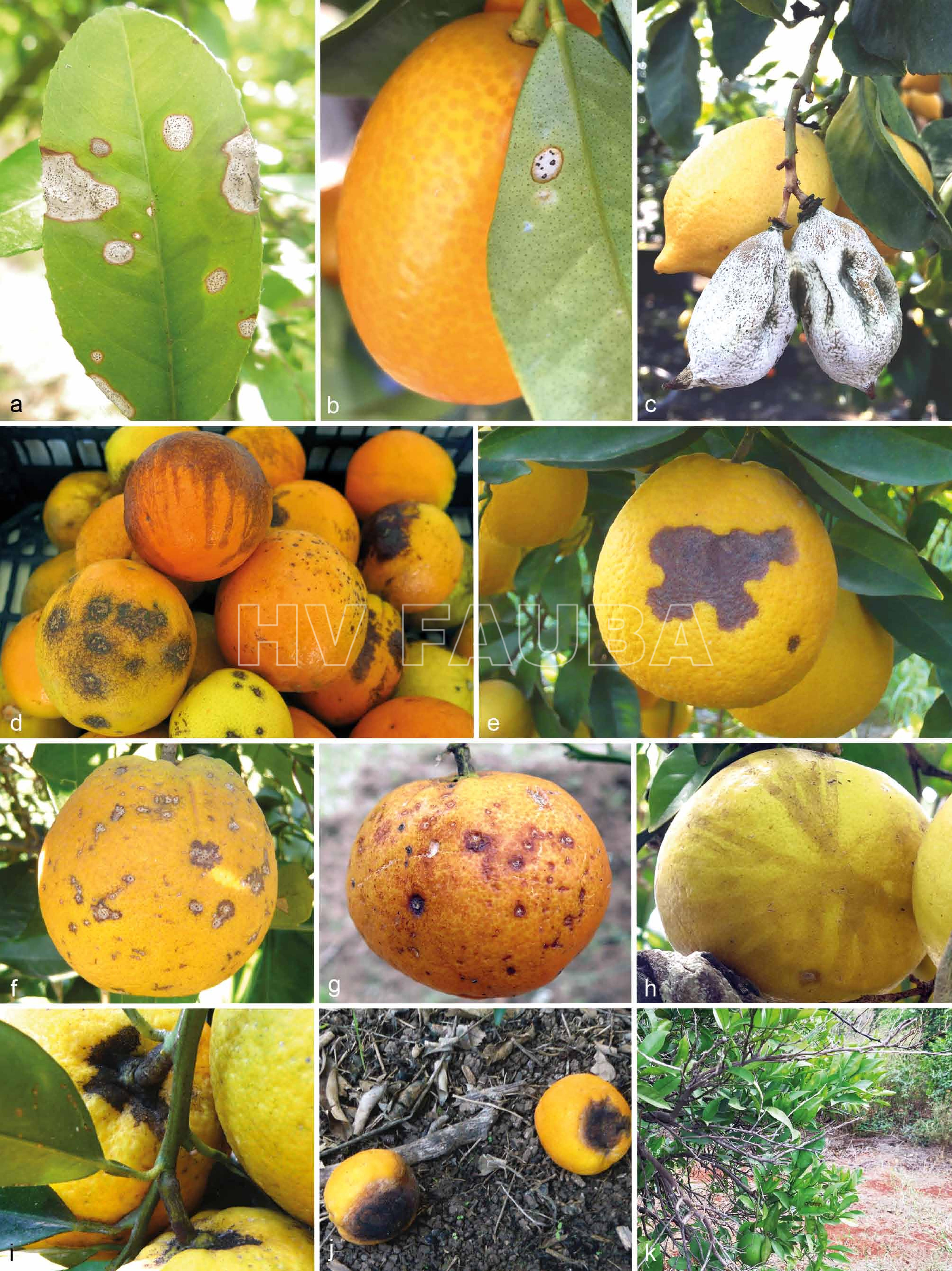 Síntomas de antracnosis en tejidos de cítricos (a – b) Síntomas de antracnosis en hojas naturalmente infectadas: a. Citrus bergamia y b. Fortunella margarita; (c) fruto momificado de Citrus limon; (d – g) varios síntomas en frutos: (d) diversas lesiones y (e – f) lesiones hundidas en naranja y (g) en mandarina; (h) mancha de lágrima en pomelo; (I) pudrición del tallo en naranja; (j) antracnosis típica en frutos de naranja caídos; (k) punta marchita del árbol Citrus sinensis. Autor: Guarnaccia et al., 2017