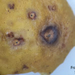 Síntomas de mancha negra sobre naranja. Se observan picnidios en el centro de las manchas.