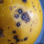 Síntomas de mancha negra sobre naranja.