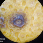 Síntomas de mancha negra sobre naranja. Se observan picnidios en el centro de la mancha.