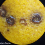 Síntomas de mancha negra sobre naranja. Se observan picnidios en el centro de las manchas.
