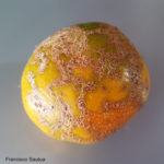 Síntomas de sarna en mandarina Satsuma 'Okitsu'