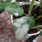 6 Oídio de la soja  [powdery mildew] (Microsphaera diffusa)