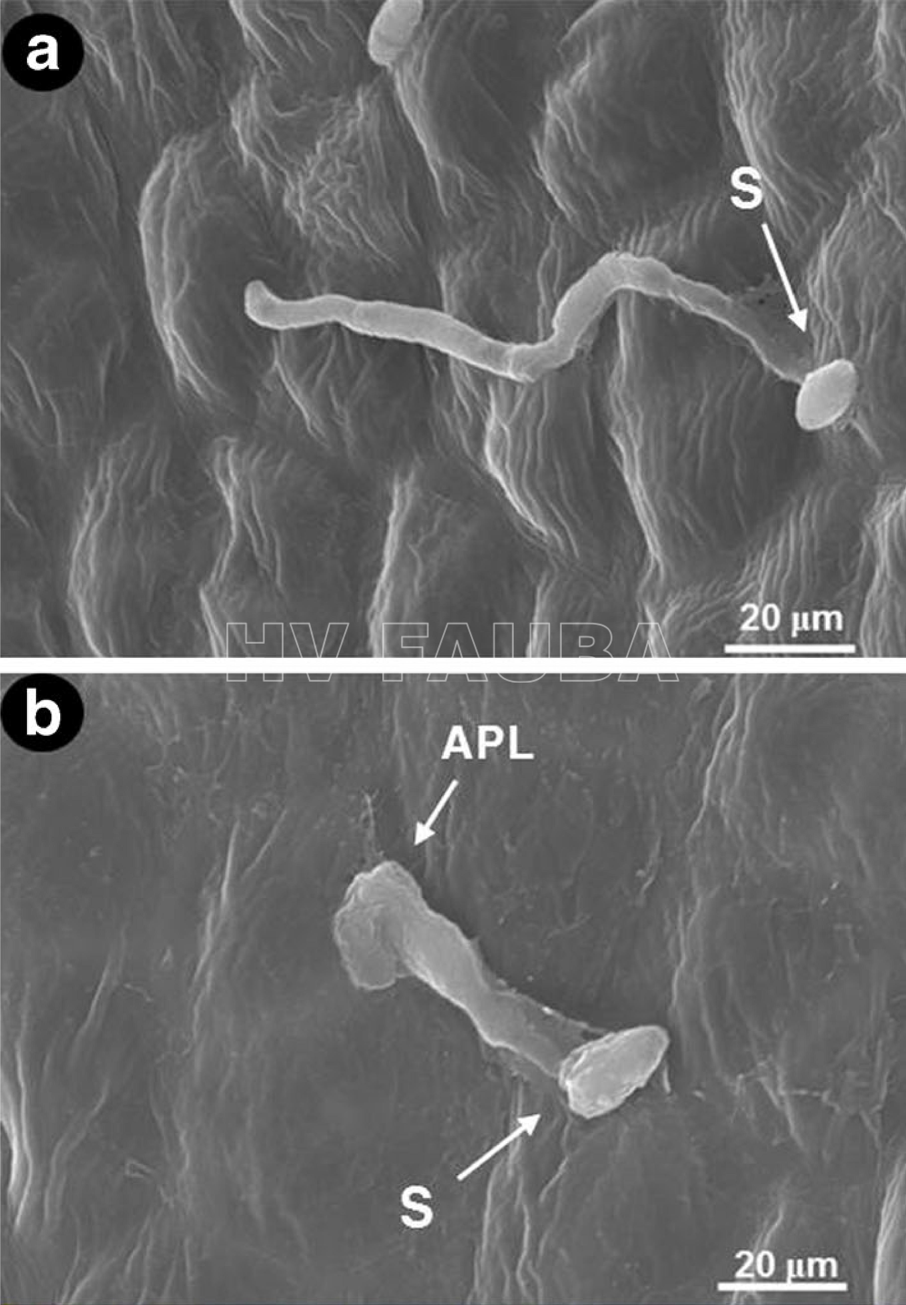 Extensión del tubo germinativo y modificación de conidios  en germinación de Elsinoë fawcettii en la superficie de una hoja de mandarina satsuma. (a) Tubo germinativo extendido observado bajo microscopio electrónico de barrido (SEM). (b) Estructura similar a un apresorio (APL) formada en la punta del tubo germinal, bajo SEM. [S: espora (conidio), APL: estructura similar a un apresorio]. Autor: Paudyal et al., 2017.