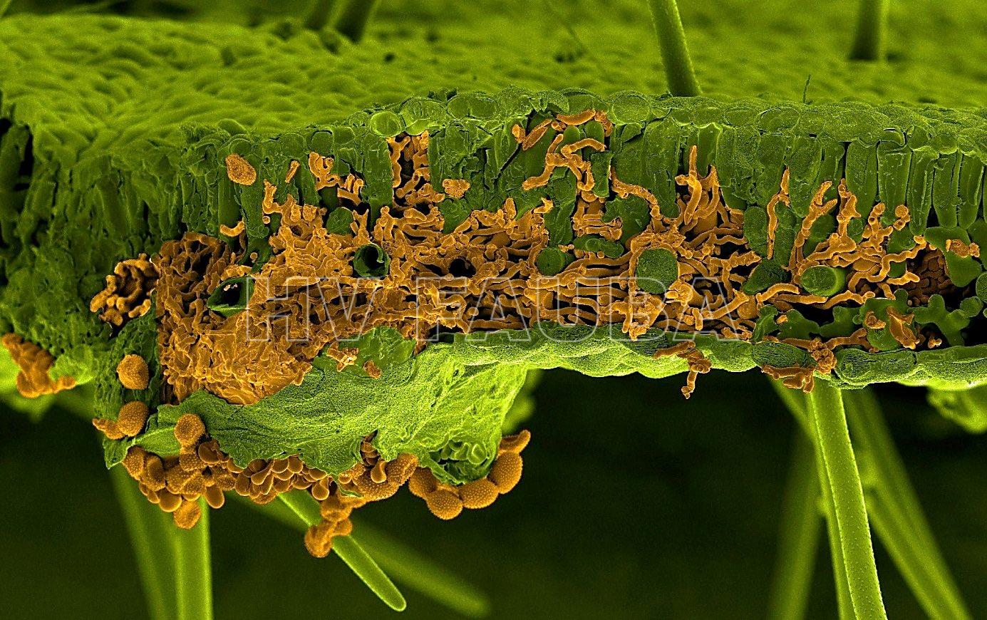 Imagen de microscopía electrónica de barrido (SEM) de una hoja de soja infectada por Phakopsora pachyrhizi. La hoja y el hongo fueron pintados artificialmente de verde y naranja, respectivamente. La sección muestra hifas de infección invasora del hongo dentro del mesófilo de la hoja, mientras que las esporas son visibles debajo de la hoja que atraviesa la epidermis inferior (Autor: U. Steffens, Bayer Crop Science)