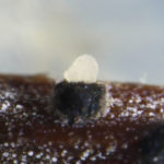 Conidiomata (picnidio) de Phyllosticta citricarpa esporulando en agar con agujas de pino.
Autor: Pedro Crous.
