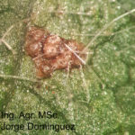 04 Pústulas de la Roya asiática de la soja (x16). Autor: Ing. Agr. MS. Jorge Dominguez..