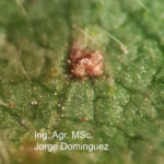 05 Pústulas (uredosoros) con esporulación (uredinosporas) de la Roya asiática de la soja. Autor: Ing. Agr. MS. Jorge Dominguez..
