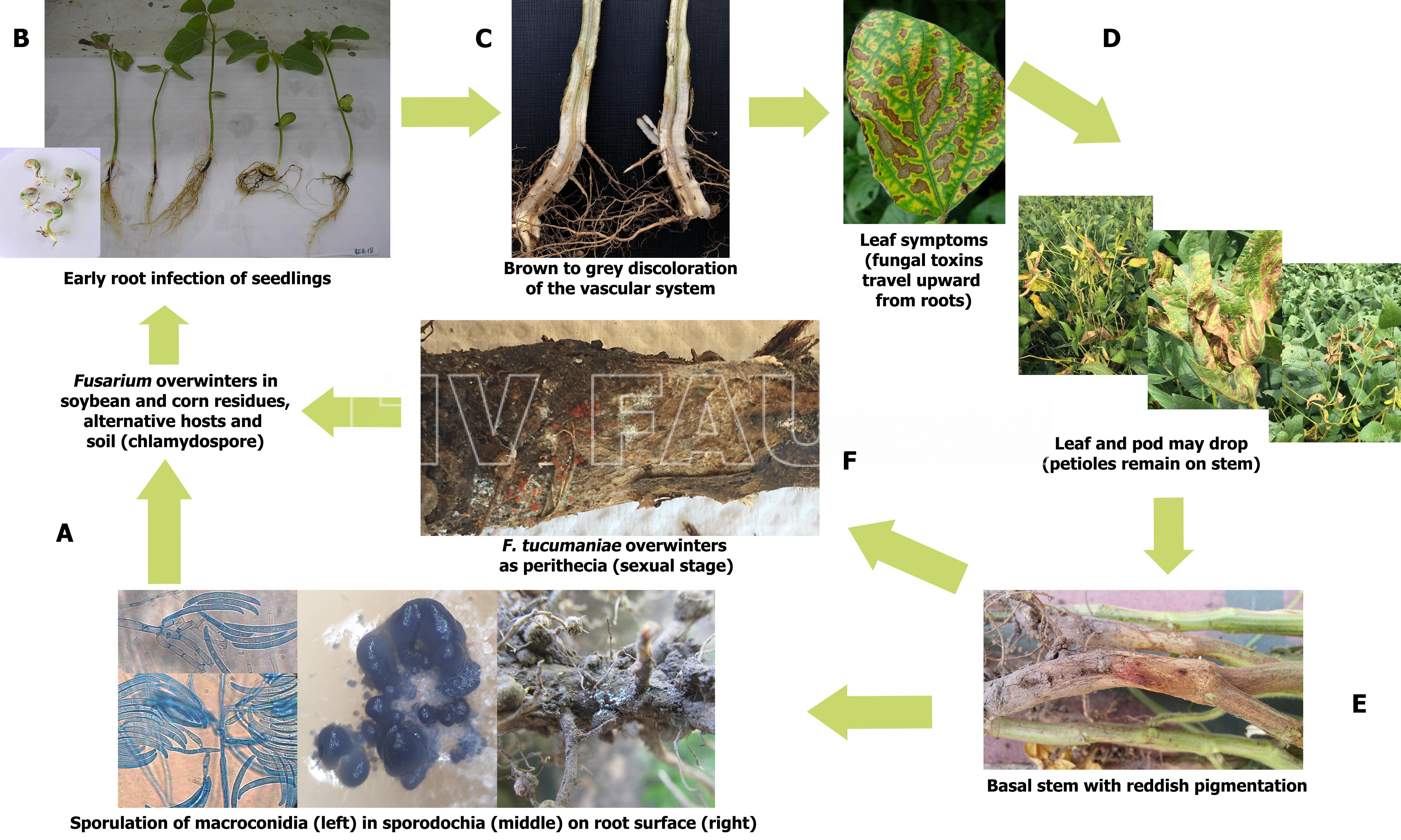 Ciclo biológico agronómico de la muerte súbita de la soja, causado por Fusarium spp. Autor: Rodriguez et al., 2021.