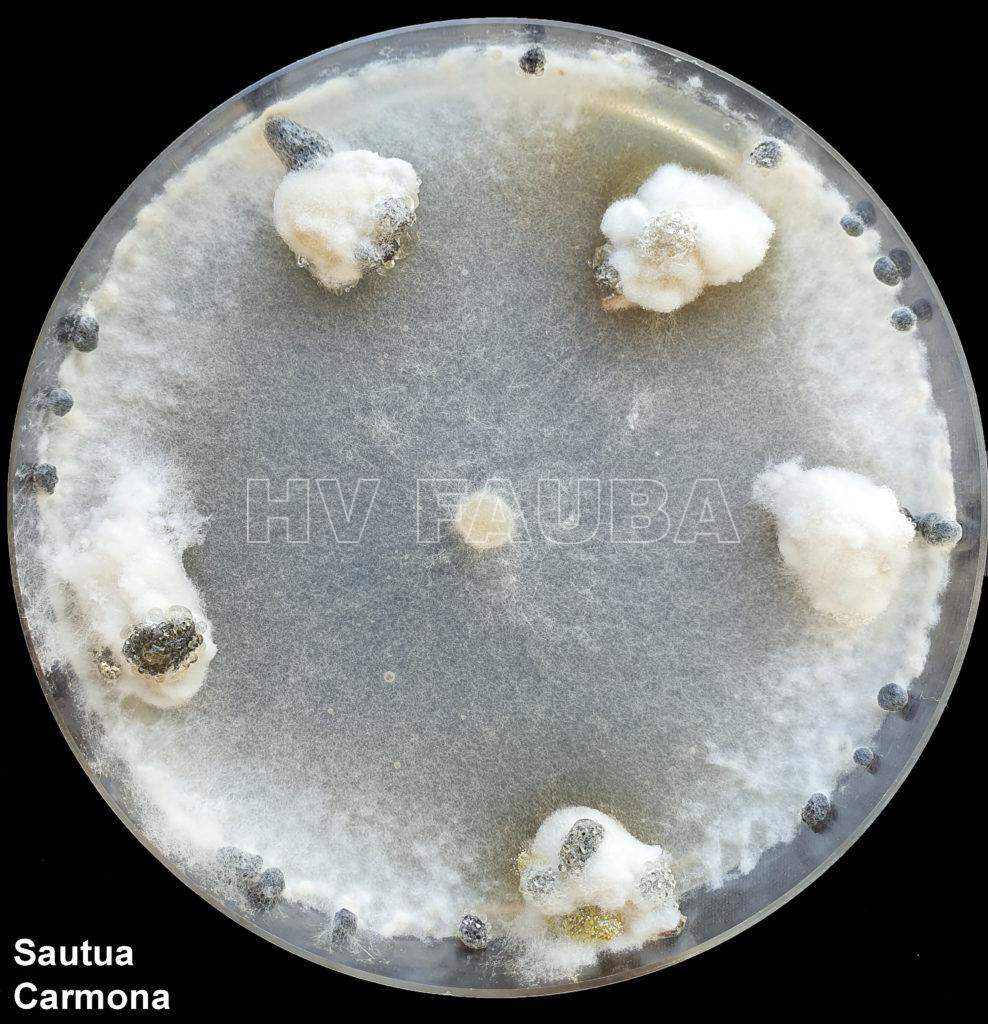 Semillas de soja colonizadas por cepa virulenta de Sclerotinia sclerotiorum, con formación de esclerocios luego de 7 días de incubación en agar papa glucosa. Autores: Dr Francisco Sautua, Dr Marcelo Carmona