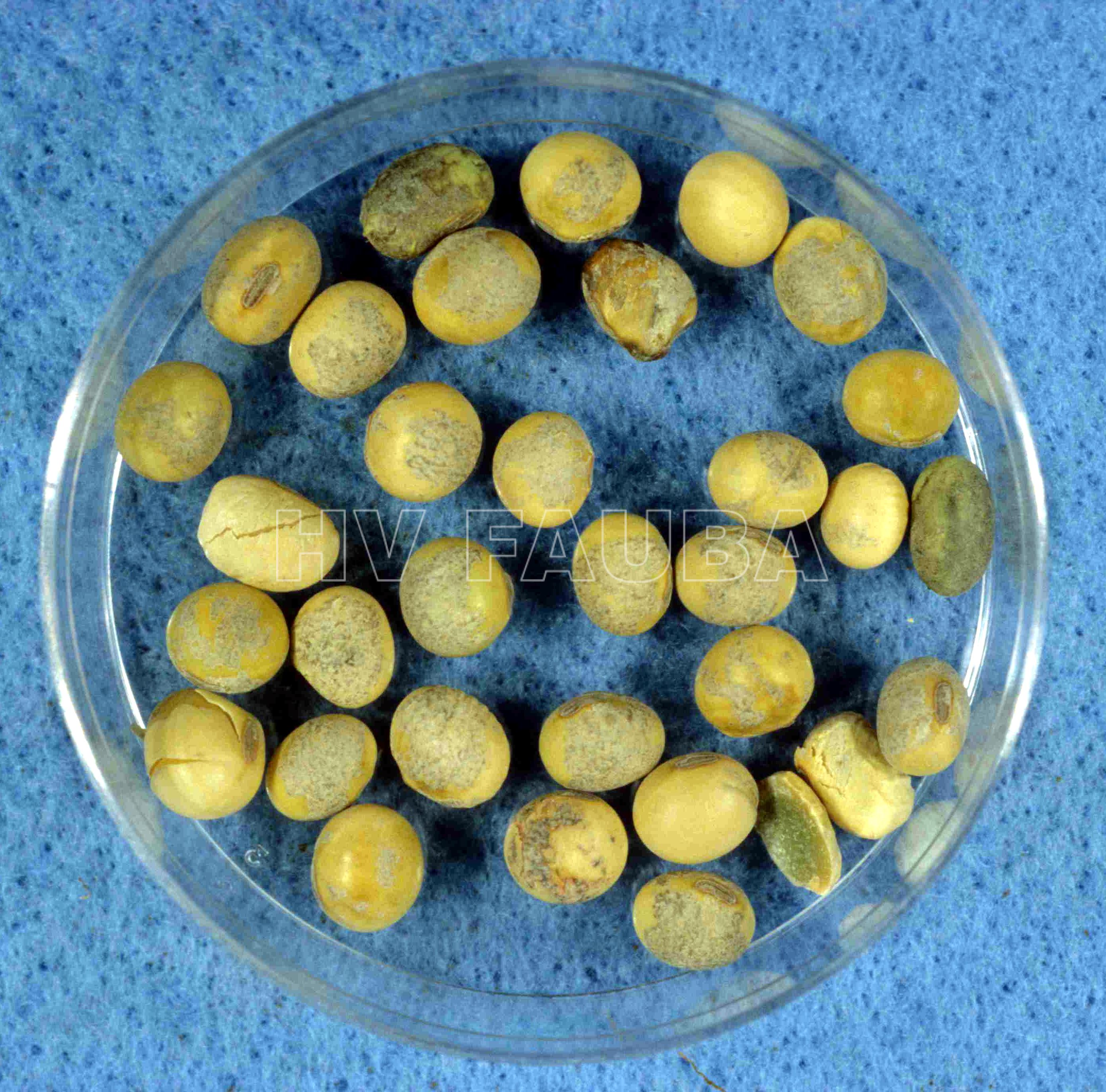 Semillas de soja con síntomas causados por mildew. Autor: D. Mueller , Iowa State University.