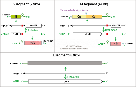 Genoma lineal de ARN de cadena negativa segmentado, el segmento L es de aproximadamente 8,8 kb, el segmento M de aproximadamente 4,8 kb y el segmento S de aproximadamente 3 kb. Codifica para seis proteínas. Fuente: https://viralzone.expasy.org/253