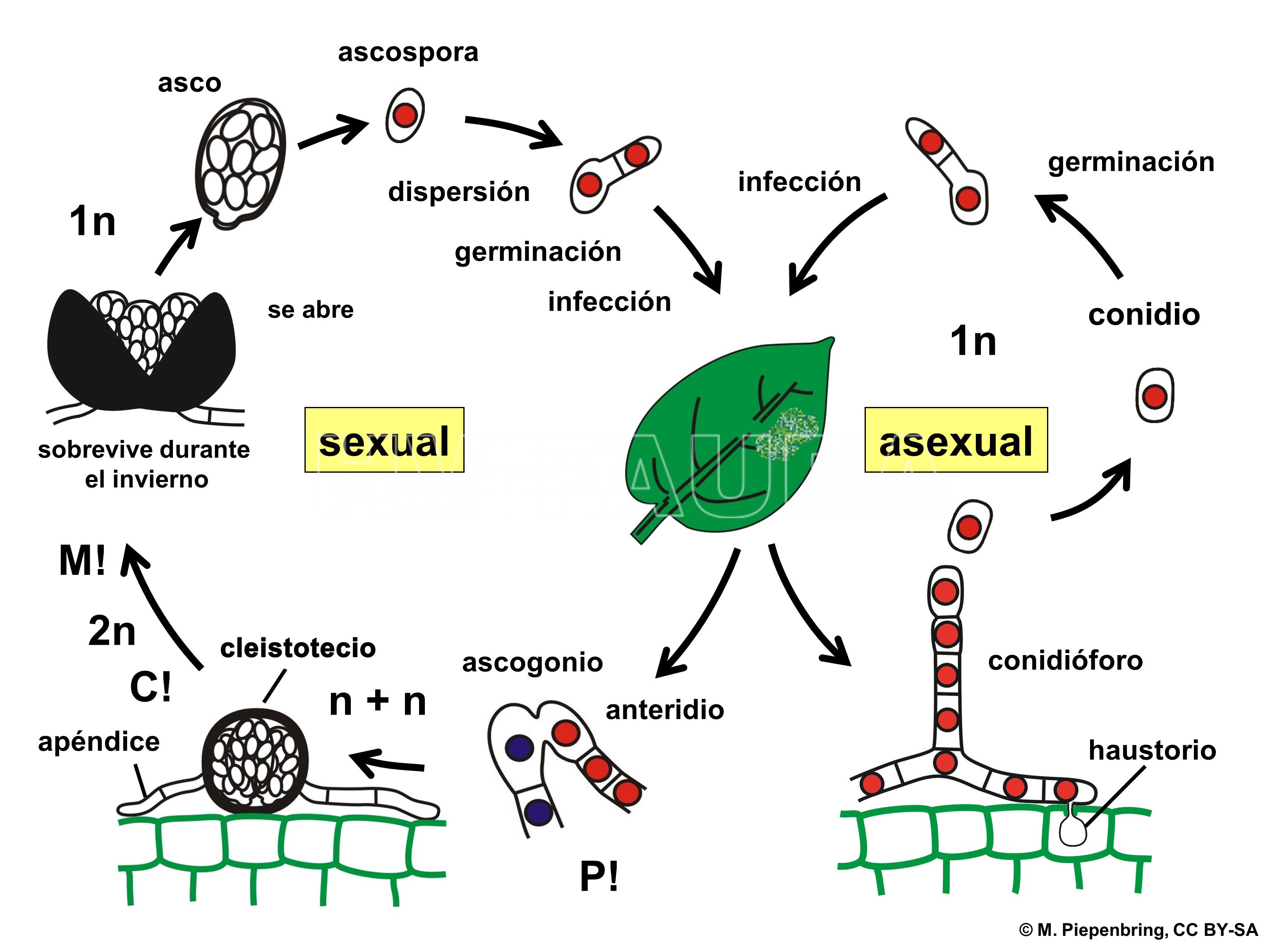 Representación esquemática del ciclo de un oídio (Ascomycota > Erysiphales),. P! = plasmogamia; C! = cariogamia; M! = meiosis; 2n = células diploides; 1n = células haploides; n + n = células dicarióticas.