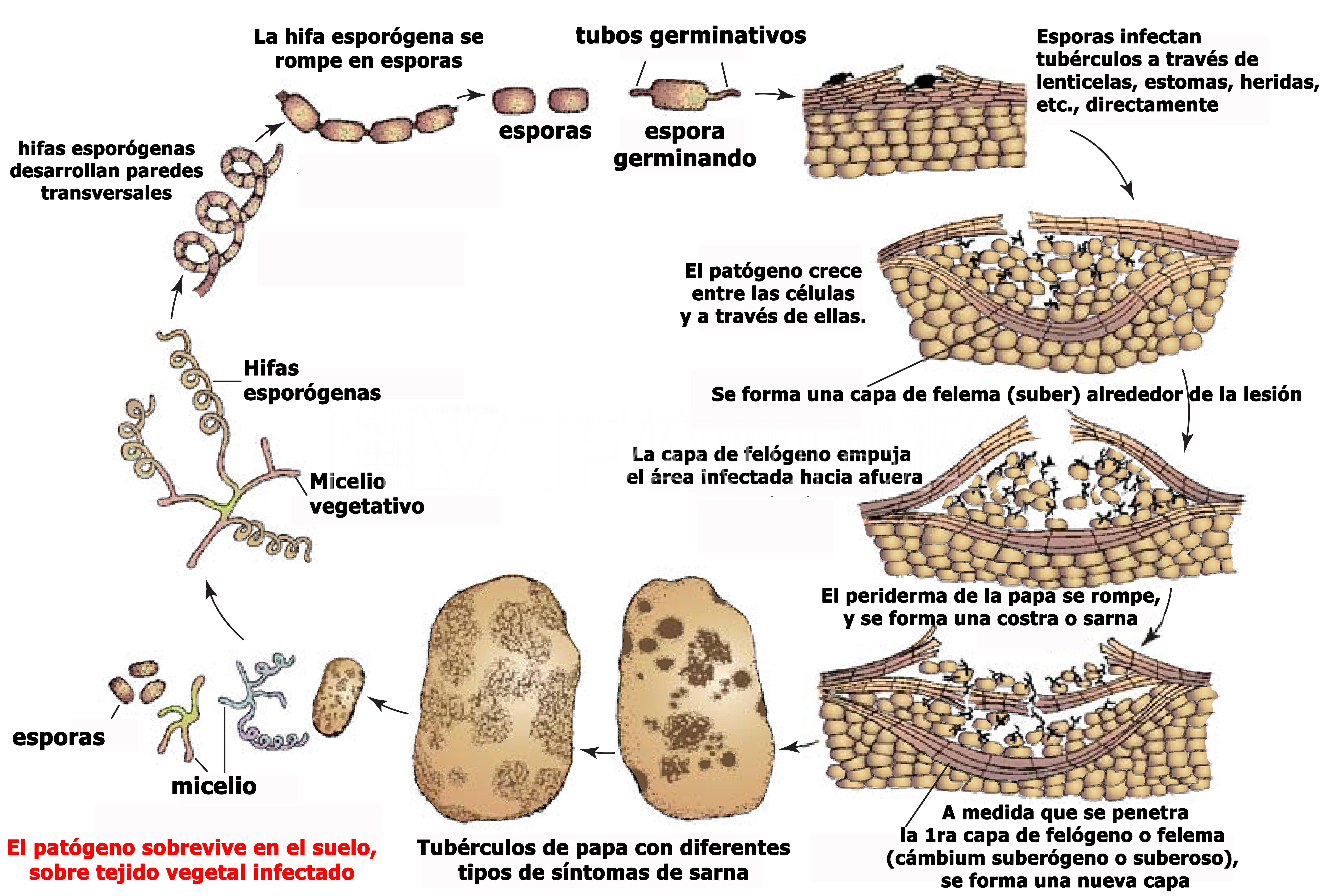 Ciclo de la enfermedad de la sarna común de la papa causada por Streptomyces scabies. Autor: Agrios, 2005.