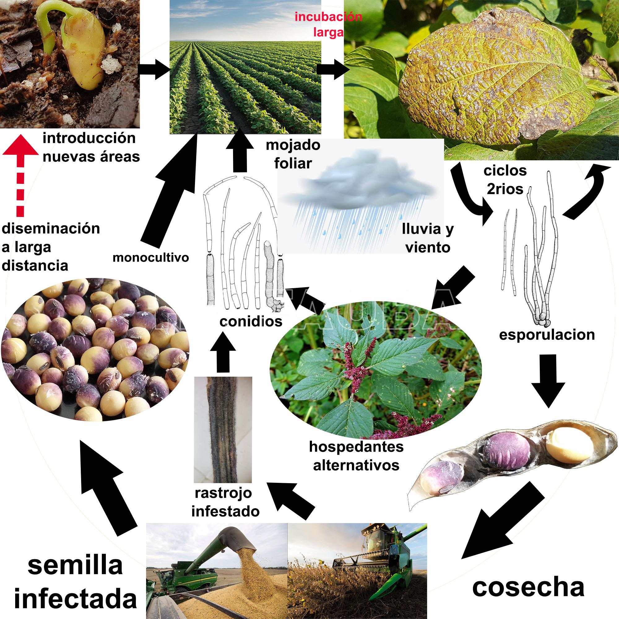 Ciclo del tizón foliar y mancha púrpura de la semilla de soja causado por Cercospora kikuchii. Autores: Sautua, Scandiani, Carmona, 2021