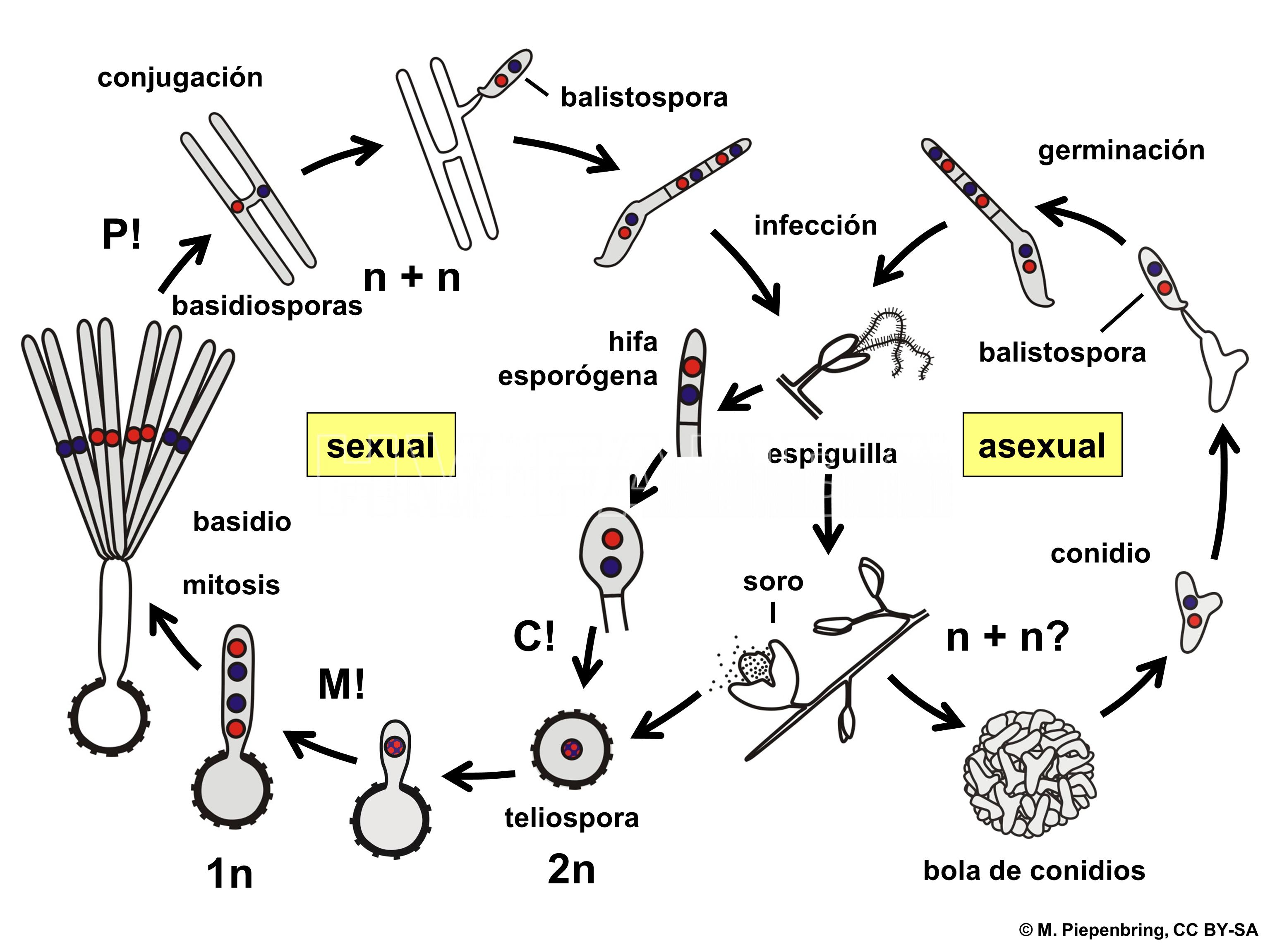 Representación esquemática del ciclo del  carbón cubierto del trigo, causado por especies de  Tilletia spp.  P! = plasmogamia; K! = cariogamia; M! = meiosis; 2n = células diploides; 1n = células haploides; n + n = células dicarióticas.