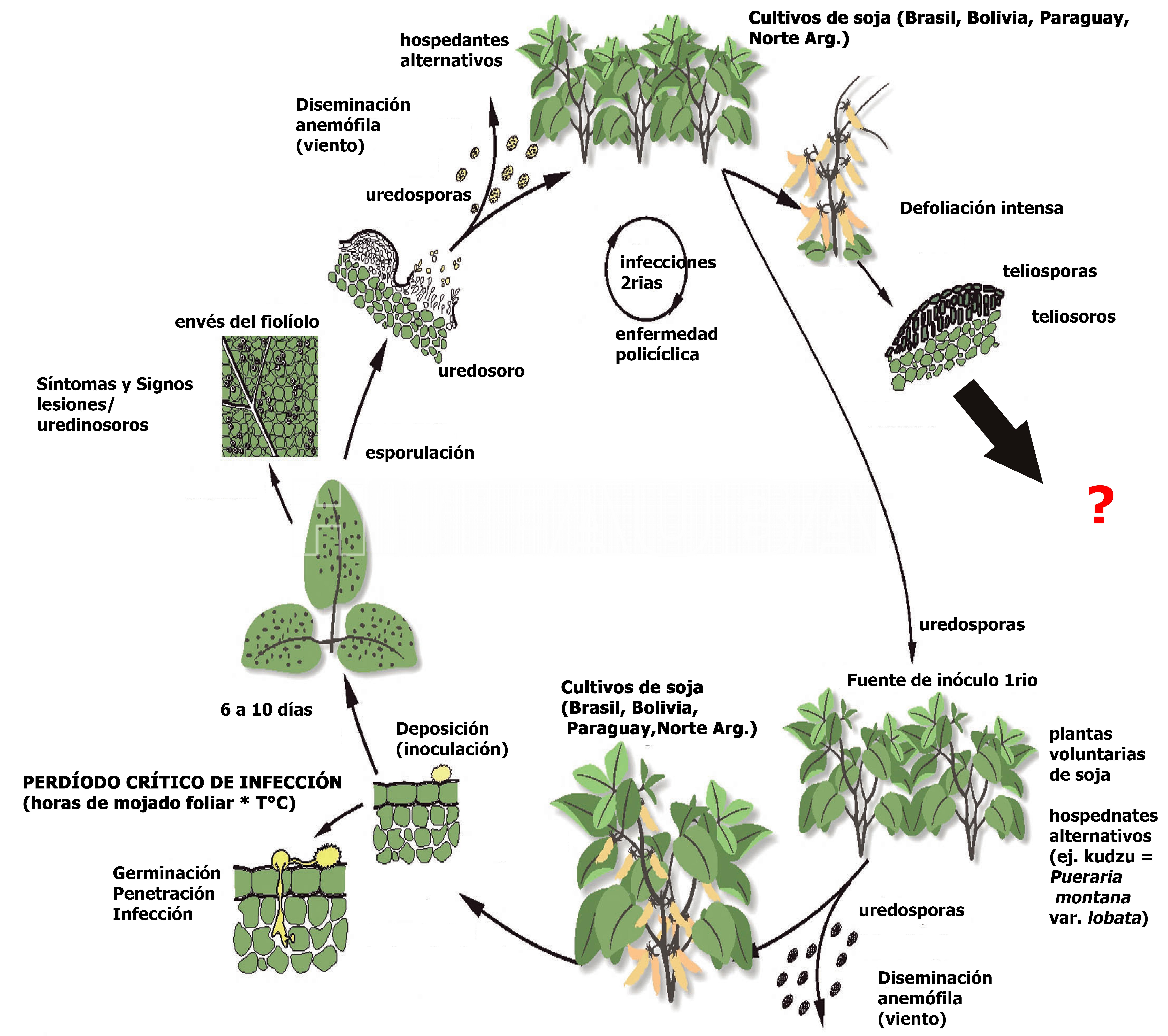 Ciclo biológico-agronómico de la roya de la soja, causada por Phakopsora pachyrhizi. Autor: Reis y Carmona, citado en Reis et al., 2006.