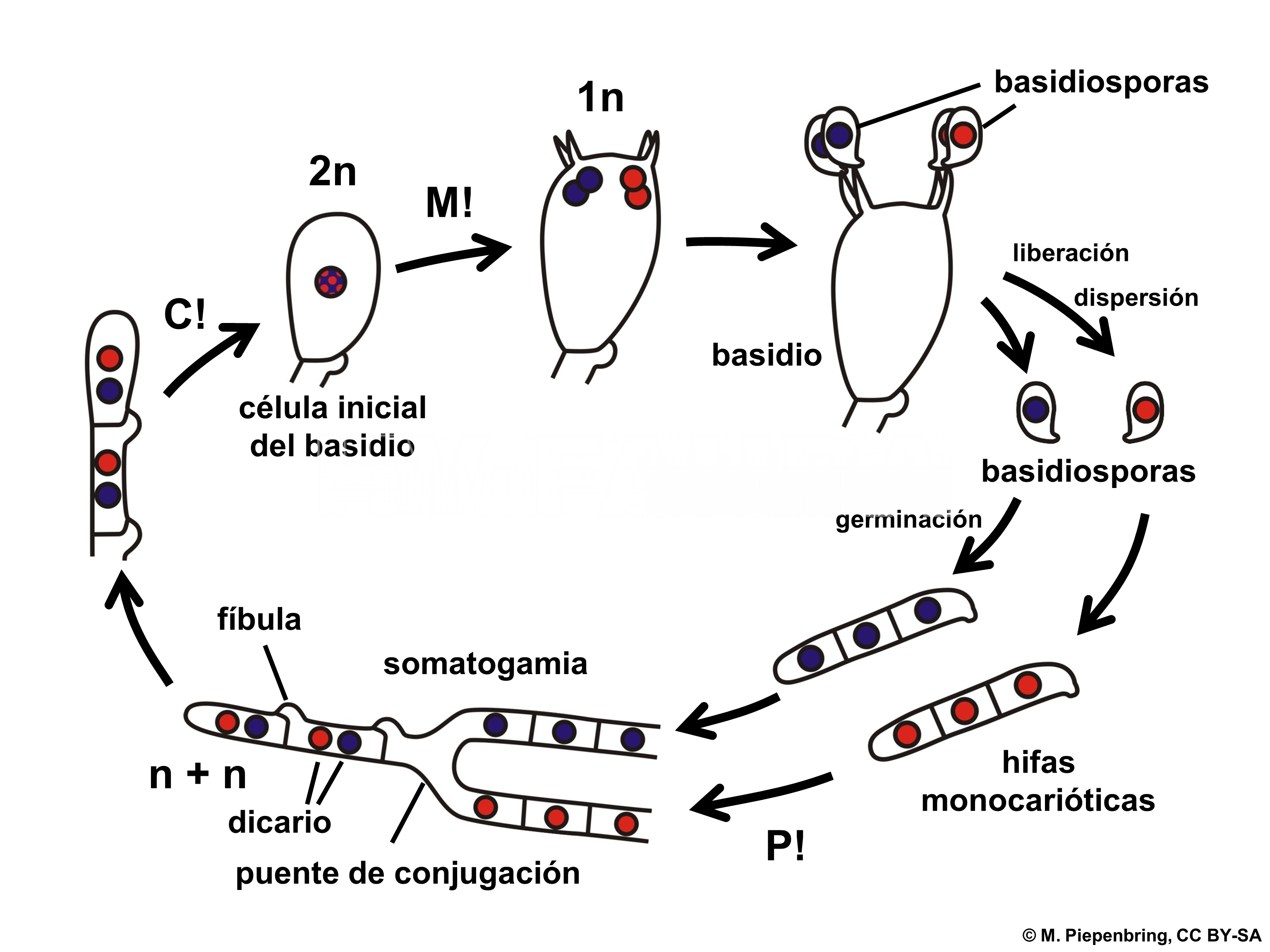 Representación esquemática del ciclo de una carie de los árboles,. P! = plasmogamia; C! = cariogamia; M! = meiosis; 2n = células diploides; 1n = células haploides; n + n = células dicarióticas.