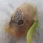 Acervulas de Colletotrichum spp en soja