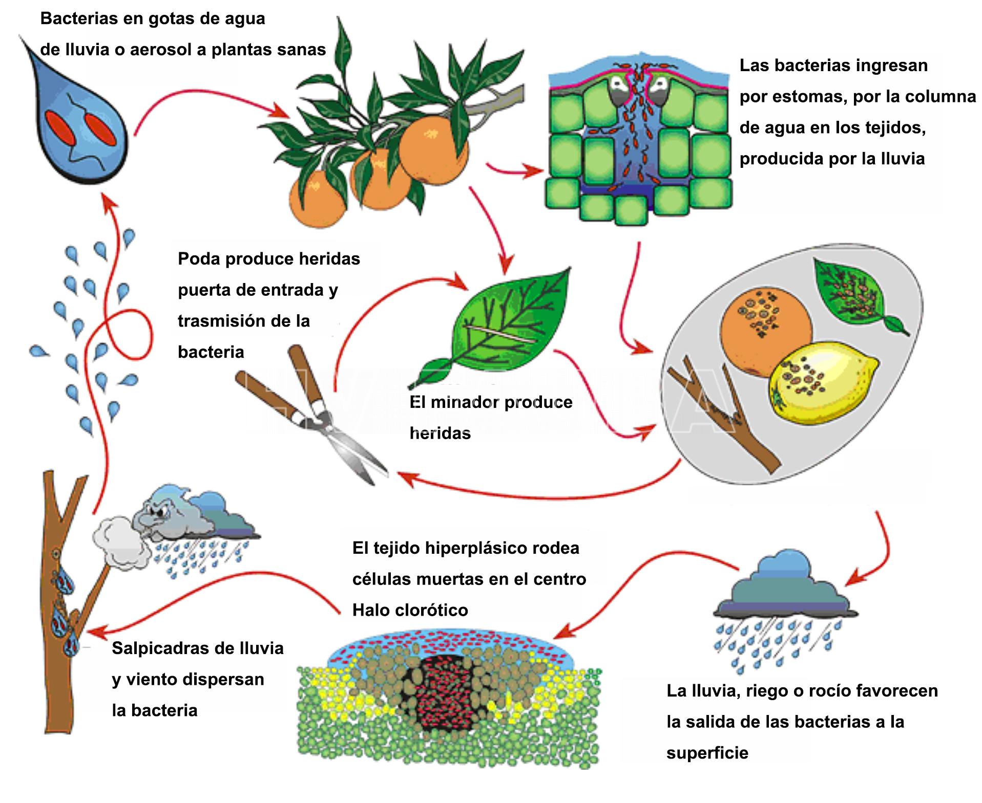 Fig. 1. Ciclo biológico-agronómico de la Cancrosis de los cítricos  (Xanthomonas citri subsp. citri). (Fuente: Gottwald et al., 2002; Traducción: Ana M. Romero)