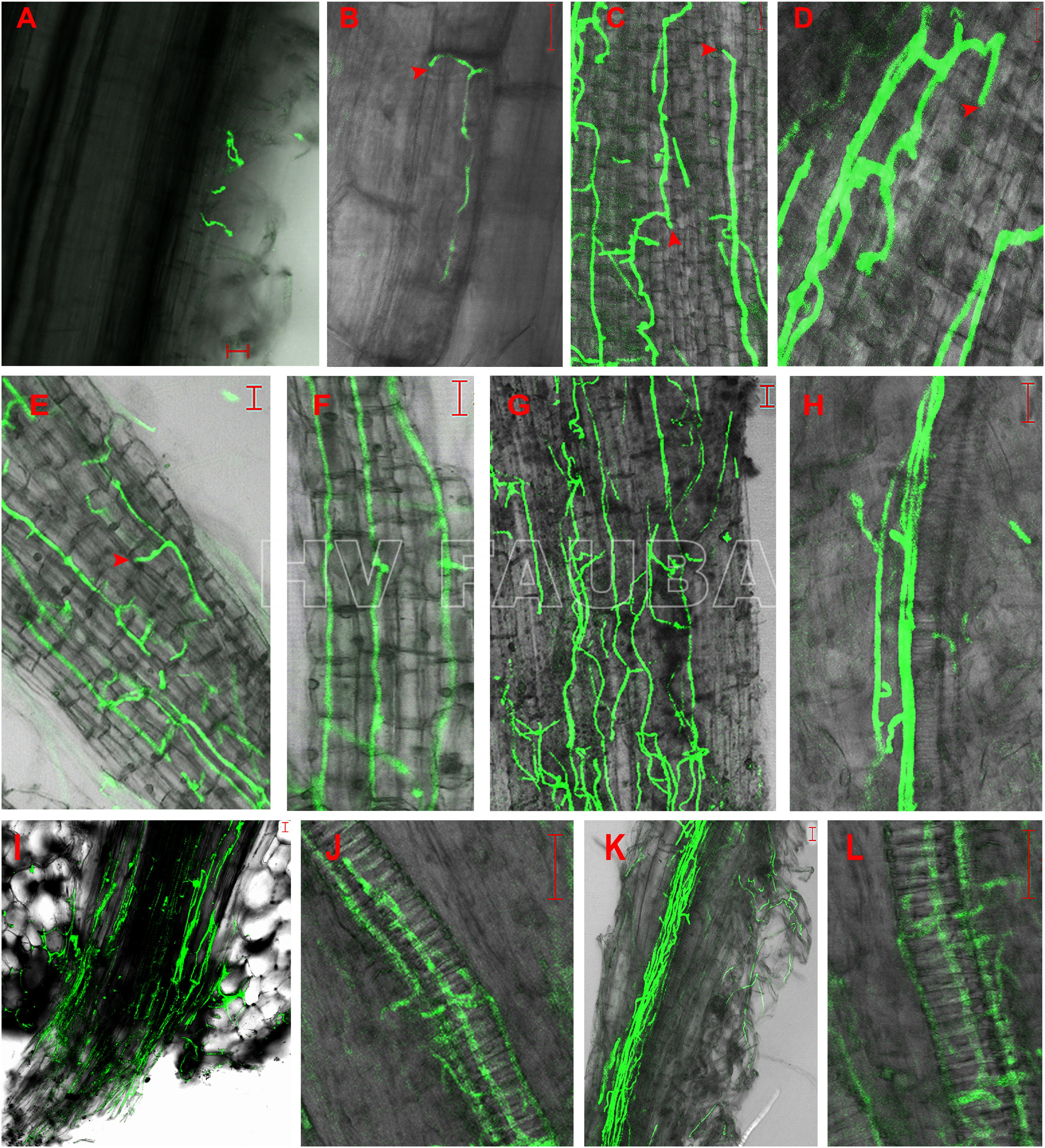 Germinación de conidios de un aislado de Verticillium dahliae  expresando la proteína verde fluorescente (GFP) y colonización del sistema radicular de plántulas de girasol desde 24 h hasta 7 días postinoculación. A: Conidios germinados en pelos radicales 24 h postinoculación (hpi). B: Micelio extendido a lo largo de la unión longitudinal entre las células epidérmicas de la raíz en la zona de elongación de la raíz lateral 48 hpi. C y D: el micelio continuó alargándose a lo largo del eje longitudinal de las células epidérmicas de la raíz y el micelio penetró directamente en la célula epidérmica adyacente sin formar ninguna estructura de infección visible, como apresorios, respectivamente, 72 hpi. E y F: redes de micelio formadas en la superficie de las raíces laterales 96 hpi. G: Micelio formado desordenadamente en la superficie de la raíz primaria 96 hpi. H: Sin colonización de los vasos vasculares de la raíz lateral 96 hpi. I: Colonización masiva de micelio en el sitio de unión de la raíz lateral y la raíz primaria 96 hpi. J: Micelio en vaso vascular de la raíz lateral 5 días después de la inoculación (dpi). K: micelio extendido a lo largo del haz vascular de la raíz primaria 7 dpi. L: Desarrollo de V. dahliae en células vasculares de la raíz primaria 7 dpi. Análisis de imágenes capturadas mediante microscopía de barrido láser (LSM). Las flechas indican los sitios de penetración. Barras de escala = 20 µm. Autor: Zhang et al., 2018.