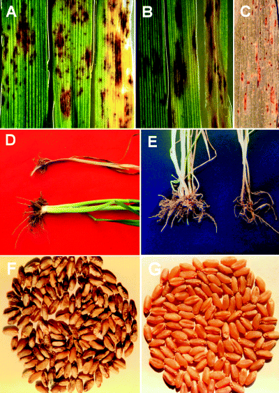 Enfermedades causadas por Bipolaris sorokiniana. El patógeno causa manchas en las hojas primarias de cebada (A), trigo (B) y hojas bandera de trigo (C). Las lesiones necróticas son de color claro en la cebada en comparación con las lesiones más oscuras en el trigo. Las hojas de cebada desarrollan más clorosis en comparación con el trigo. La pudrición común de la raíz (D), la pudrición de la corona (E) y el punto negro (F) (compárese con los granos sanos en G) ocurren típicamente en el trigo. Se encuentran síntomas similares en la cebada (no se muestra). Autor: Kumar et al., 2002.