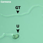 Uredospora de Phakopsora pachyrhizi germinada (U = uredospora; GT = tubo germinativo; AP = apresorio)