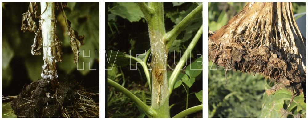 Síntomas de la podredumbre del tallo y del capítulo de girasol por Sclerotinia sclerotiorum. Autor: Khalid RASHID | Ph.D. U niversity of Manitoba | AAFC