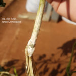 Tallo de soja con crecimiento algodonoso (micelial) blanquecino característico de S. sclerotiorum. Autor. Ing. Agr. MS. Jorge Dominguez..