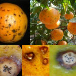 Síntomas y Signo de mancha negra causada por  Phyllosticta citricalpa. Síntomas típicos en naranja Valencia (arriba, izquierda) y mandarina Ellendale (arriba, derecha).
Manchas con picnidios en mandarina Nova (izquierda y derecha, abajo) y en naranja (centro, abajo). Autor: Myrian Rybak