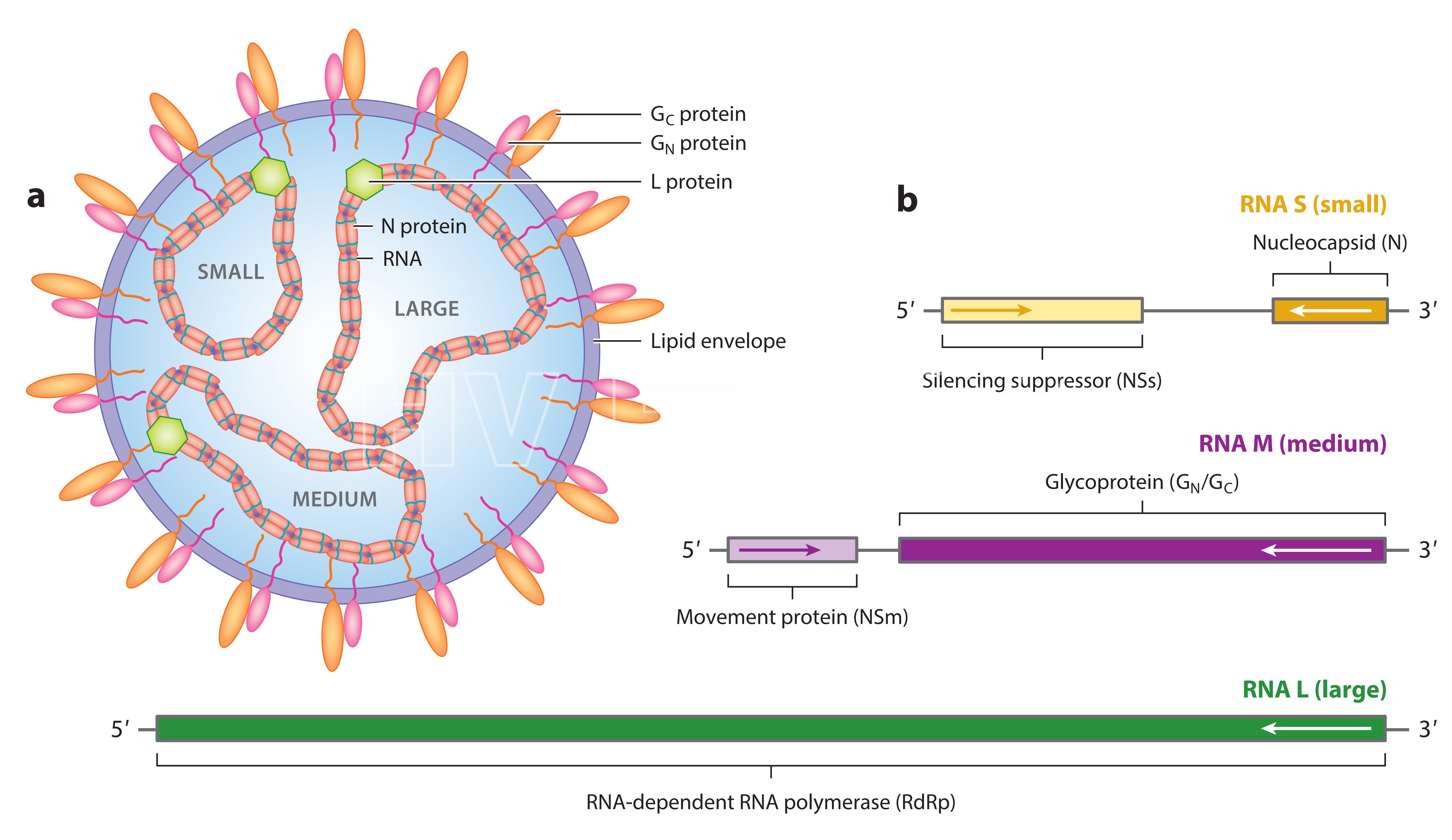 (a) Representación del virión tospovirus. El virión está formado por una envoltura lipídica, que encapsula los tres ARN genómicos virales, nombrados según su tamaño pequeño, mediano y grande, respectivamente. El ARN viral está encapsulado por la proteína nucleocápside (N), que se ha demostrado que interactúa con las colas citoplasmáticas de las glucoproteínas virales que abarcan la membrana (GN y GC).  (b) Organización del genoma de tospovirus, que indica los marcos de lectura abiertos de los genes virales encontrados en cada ARN genómico. Los ARN genómicos de tospovirus codifican productos génicos en sentido negativo o orientación ambisense. Fuente: Oliver y Whitfield, 2016.