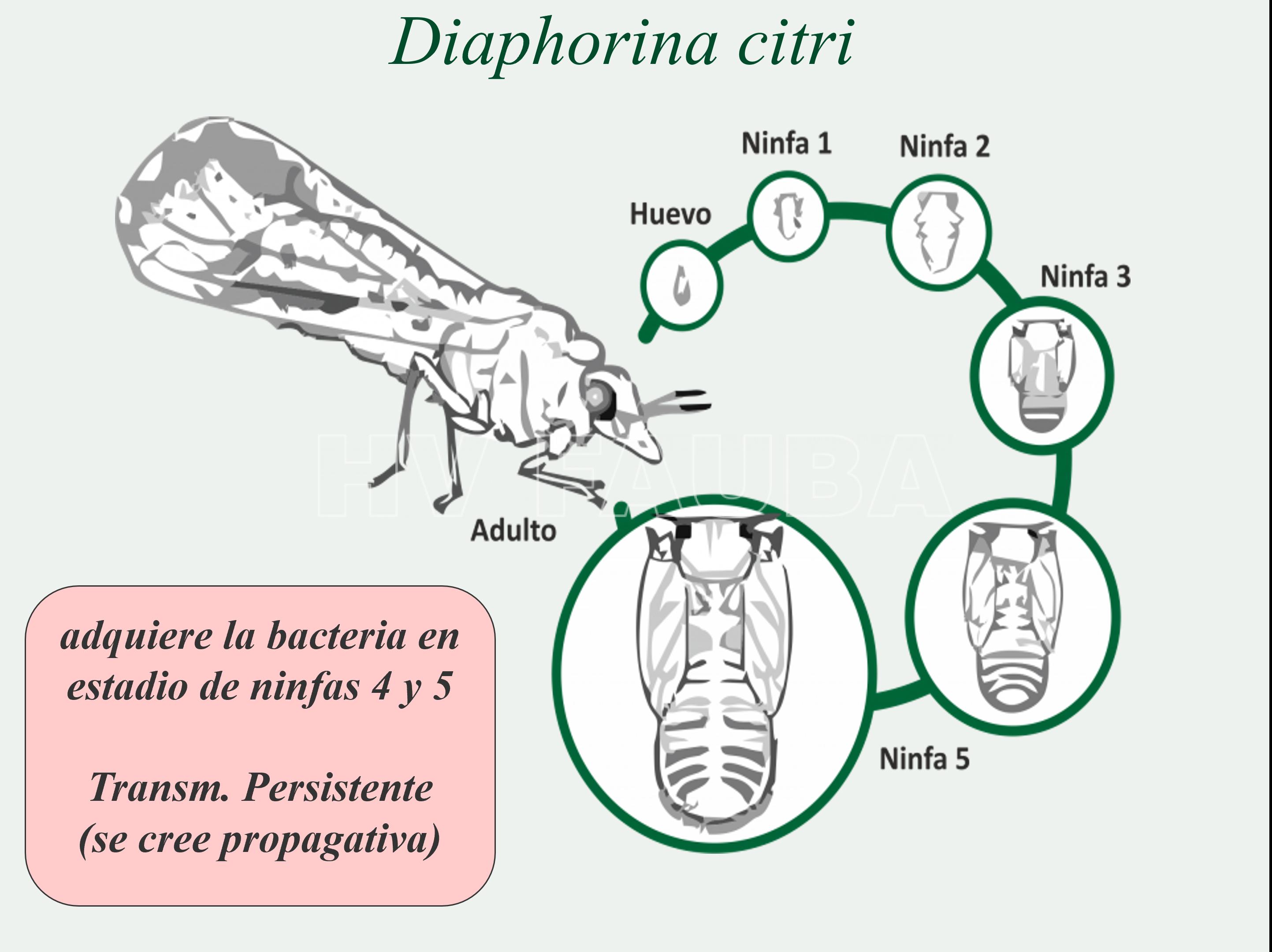 Ciclo de la chicharrita vectora, Diaphorina citri, conocida como psílido asiático de los cítricos.