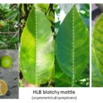 02 Comparación de síntomas foliares de HLB con deficiencias nutricionales, y diferente crecimiento del fruto.
