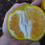 Fruto con síntomas de HLB: maduración invertida, asimetría y coloración anaranjada de la zona placentaria. Fuente: SENASA