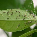 Adultos y ninfas jóvenes del psílido Diaphorina citri, la chicharrita de los cítricos, insecto vector del HLB, que se alimentan de hojas y tallos de cítricos.