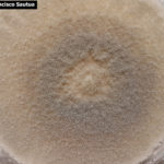 04 Cultivo de Botrytis cinerea en APG, aislado a partir de cultivo de frutilla