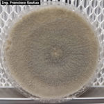 09 Cultivo de Botrytis cinerea en APG, aislado a partir de cultivo de frutilla