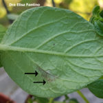10 Síntomas foliares típicos del tizón tardío de la papa causado por Phytophthora infestans. 5 dpi (días post inoculación) en plantas de papa variedad Spunta con de 45 días de edad.