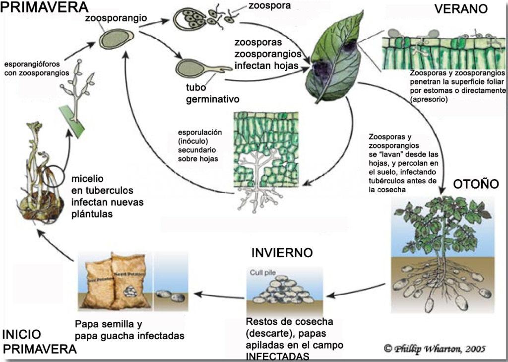 Ciclo biológico-agronómico del Tizón tardío de la papa, causado por Phytophthora infestans. Autor: Phillip Wharton, 2005.