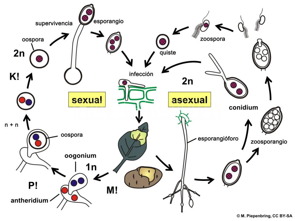 Esquema del ciclo de vida de Phytophthora infestans. Autor: Piepenbring M.