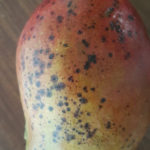 03 mango antracnosis