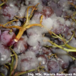 05 Esporulación (signo) de Botrytis cinerea en racimos de uva en poscosecha (empaque=, Mendoza. Autor: Ing. MSc. Mariela Rodriguez Romera.