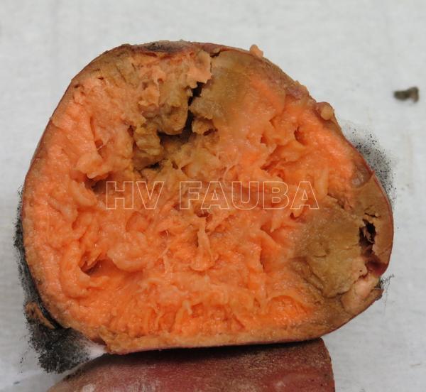 Síntomas de pudrición blanda en batata. Autor: Andrew Scruggs and Dr. Lina Quesada, NC State Vegetable Pathology Lab