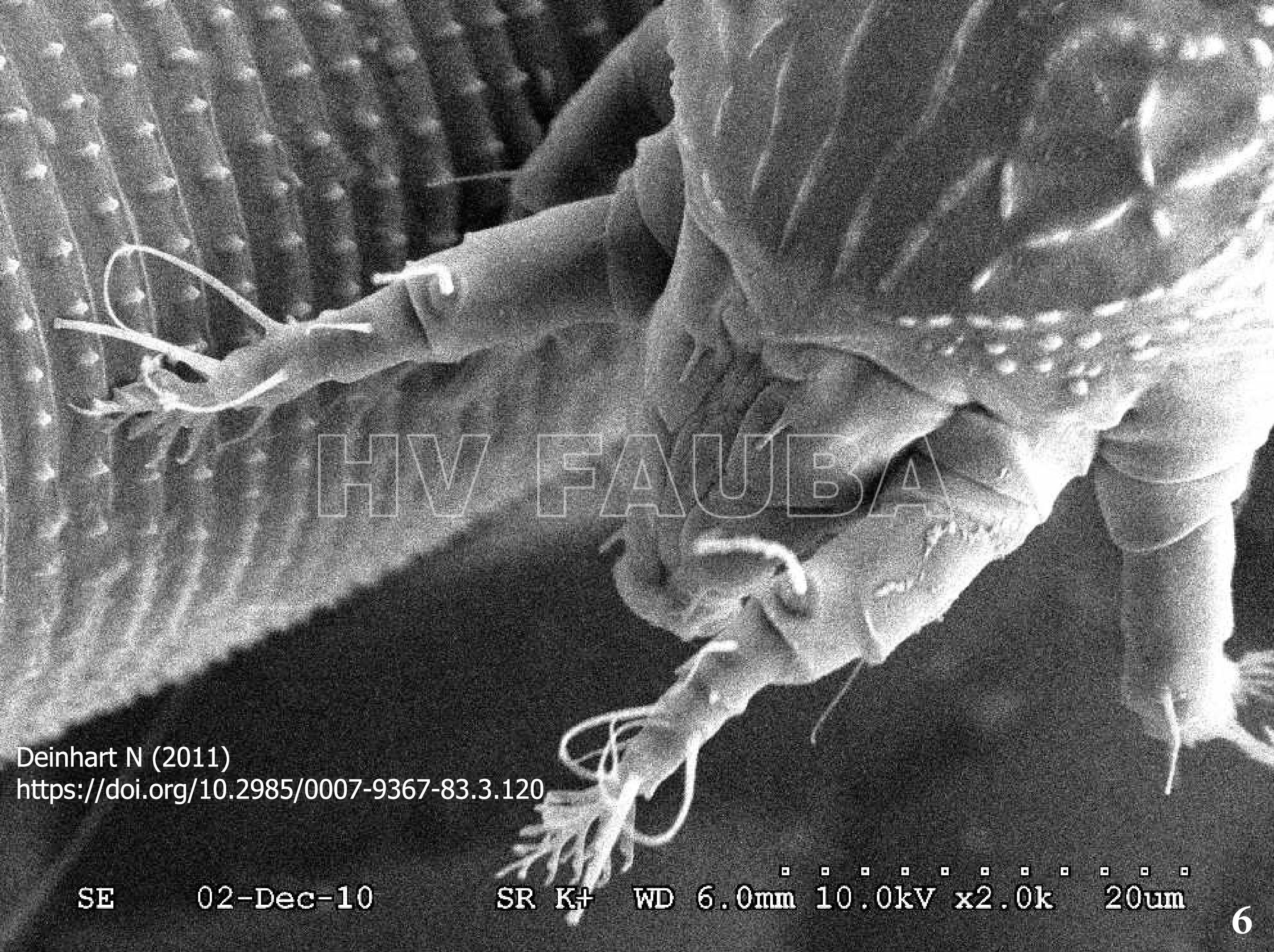 15 SEM detalle del aparato bucal del ácaro Aceria aloinis (Deinhart, 2011)