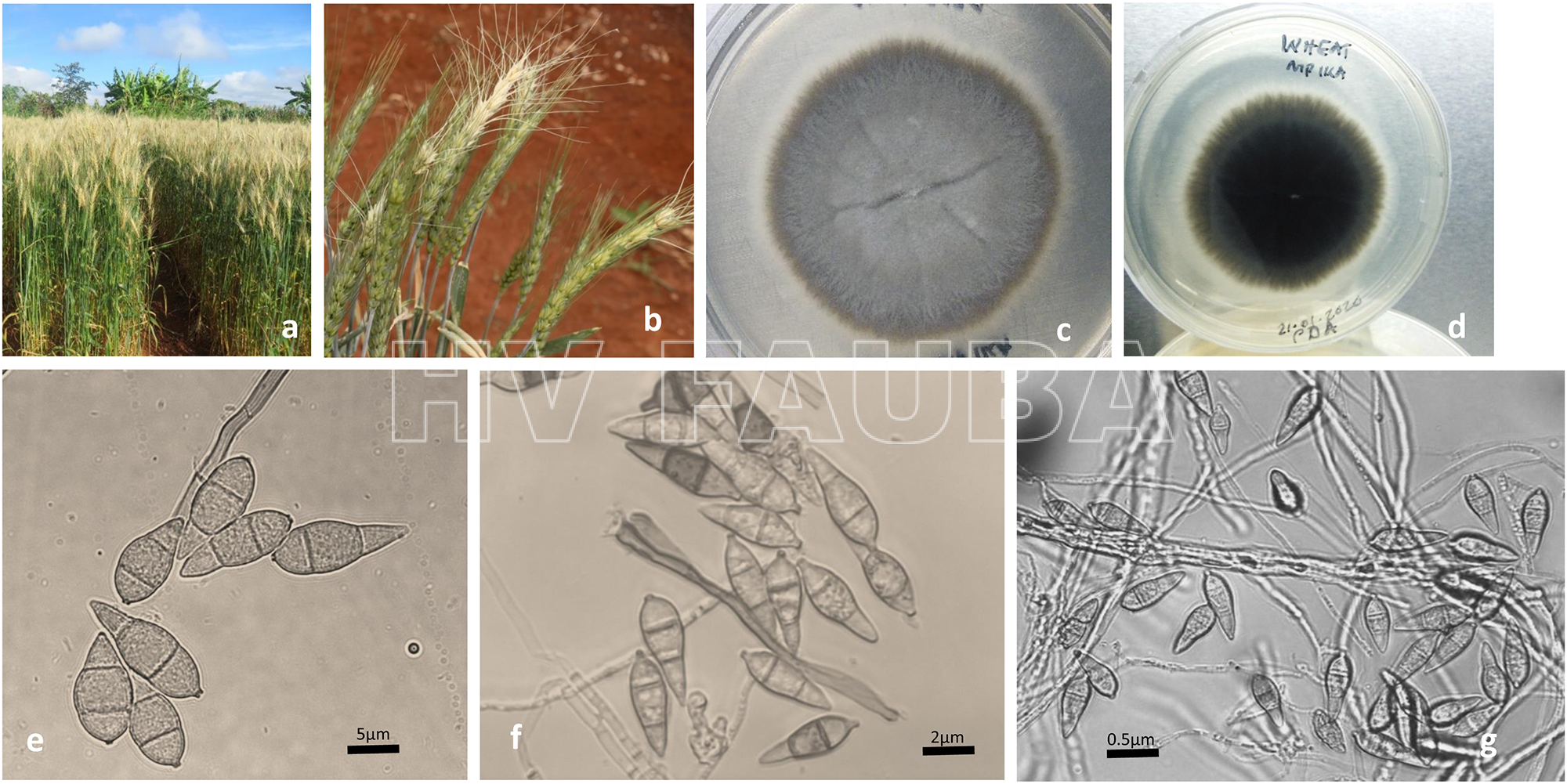 (A) Espigas de trigo “blanqueadas”, naturalmente infectadas con Pyricularia. (B) Síntomas del tizón del trigo por Pyricularia en plantas inoculadas en invernadero. (C) Cultivo de Magnaporthe oryzae patotipo Triticum (MoT) del aislado WS4. Se pueden observar micelios grises en el fondo y micelios aéreos blancos. (D) El color del micelio en el reverso del mismo aislado se ve oscuro. (E), (F) y (G). Esporas de MoT aisladas de plantas inoculadas en el invernadero. Las esporas se identificaron utilizando un microscopio digital Motic BA310. Autor: Tembo et al 2020.