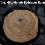 01 Sintomas y Signos de la Podredumbre morena causada por Monilinia spp. Autor: Ing. MSc. Mariela Rodriguez Romera.