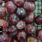 01 Síntomas de la pudrición de la uva por Alternaria alternata, variedad red globe. Autor: Ing. MSc. Mariela Rodriguez Romera.